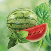 Adalya Hookah Tobacco Kilogram